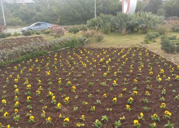 Zimsko cvijeće oplemenilo mostarske parkove