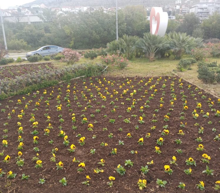 Zimsko cvijeće oplemenilo mostarske parkove
