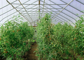 Grad Mostar objavio javni poziv za podnošenje prijava za dodjelu sredstava za proširenje proizvodnje u oblasti poljoprivrede