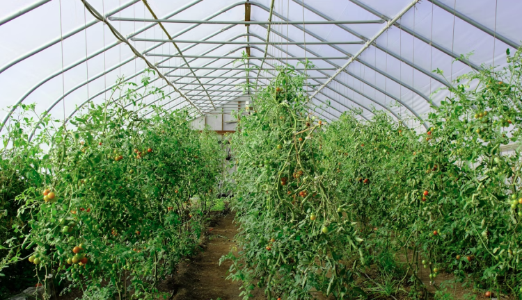 Grad Mostar objavio javni poziv za podnošenje prijava za dodjelu sredstava za proširenje proizvodnje u oblasti poljoprivrede