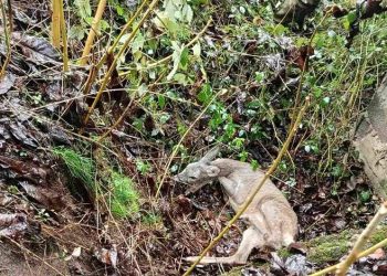 HERCEGOVINA: Krivolovci psima tjeraju divljač u naselja, srna spašena u kanalu u Tušćici