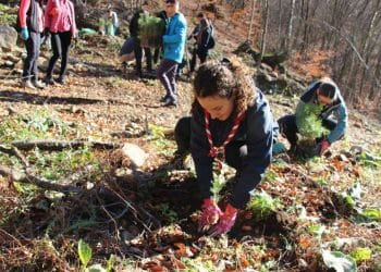 Boranka u BiH: U subotu akcija pošumljavanja na Rujištu