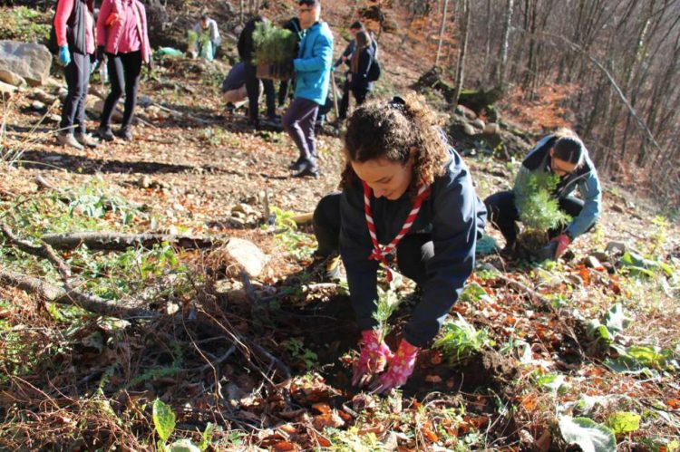 Boranka u BiH: U subotu akcija pošumljavanja na Rujištu