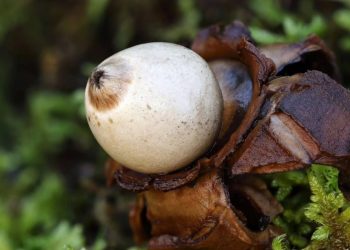 U Blagaju otkrivene rijetke vrste gljiva koje nikada nisu viđene u regiji