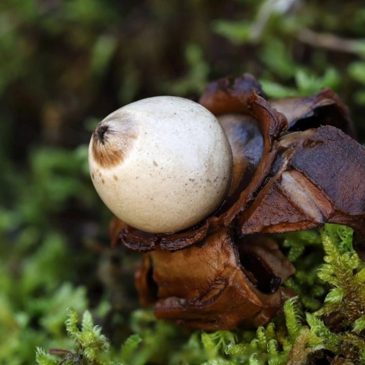 U Blagaju otkrivene rijetke vrste gljiva koje nikada nisu viđene u regiji