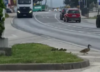 Video iz Mostara osvojio društvene mreže: Kamiondžija zaustavio saobraćaj kako bi patka i pačići sigurno prešli cestu