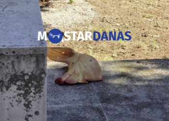 Provokacija uoči obilježavanja: U Liska haremu ostavljena odrezana svinjska glava