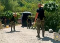 FUP objavio detalje velike akcije u Drežnici: Pronađeno 1.679 stabljika kanabisa na 12 plantaža