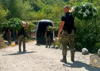 FUP objavio detalje velike akcije u Drežnici: Pronađeno 1.679 stabljika kanabisa na 12 plantaža