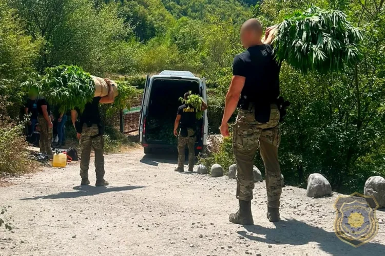 FUP objavio detalje velike akcije u Drežnici: Pronađeno 1.679 stabljika kanabisa na 12 plantaža
