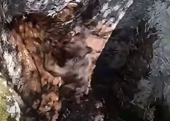 Medvjedić upao u duboku jamu kod Mostara, lovci mu pomogli da se vrati u prirodu (VIDEO)