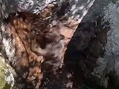 Medvjedić upao u duboku jamu kod Mostara, lovci mu pomogli da se vrati u prirodu (VIDEO)