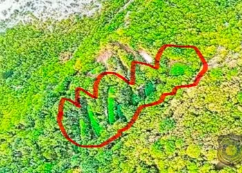 U Drežnici otkrivene plantaže kanabisa, pogledajte šta su pripadnici FUP-a zatekli na licu mjesta (FOTO)