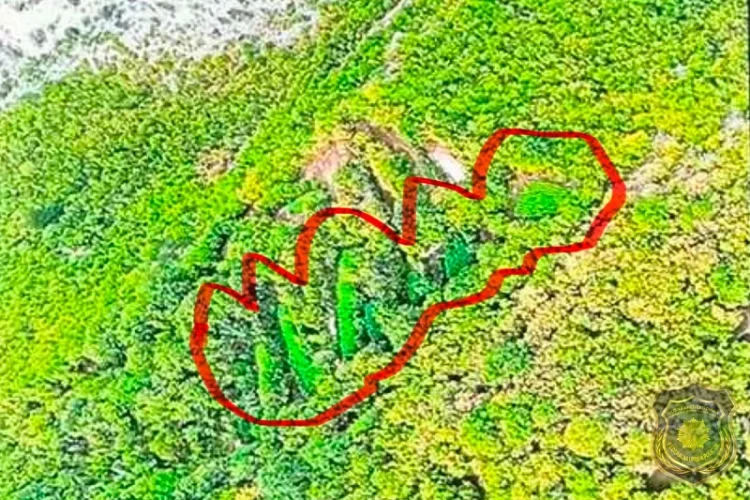 U Drežnici otkrivene plantaže kanabisa, pogledajte šta su pripadnici FUP-a zatekli na licu mjesta (FOTO)