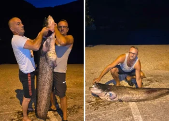 Ribari u Salakovcu izvukli soma dugog skoro dva metra i teškog oko 45kilograma