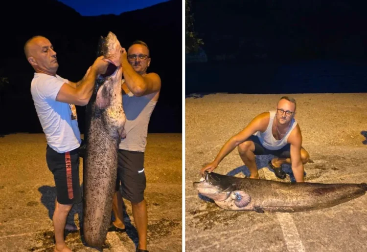 Ribari u Salakovcu izvukli soma dugog skoro dva metra i teškog oko 45kilograma