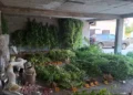 Šta se krilo u kući u Stocu? Policija pronašla 64 stabljike i velike količine materije koja asocira na opojnu drogu
