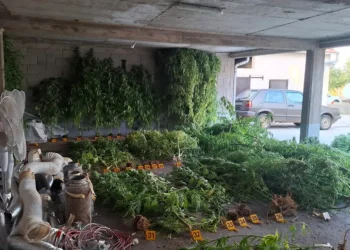 Šta se krilo u kući u Stocu? Policija pronašla 64 stabljike i velike količine materije koja asocira na opojnu drogu