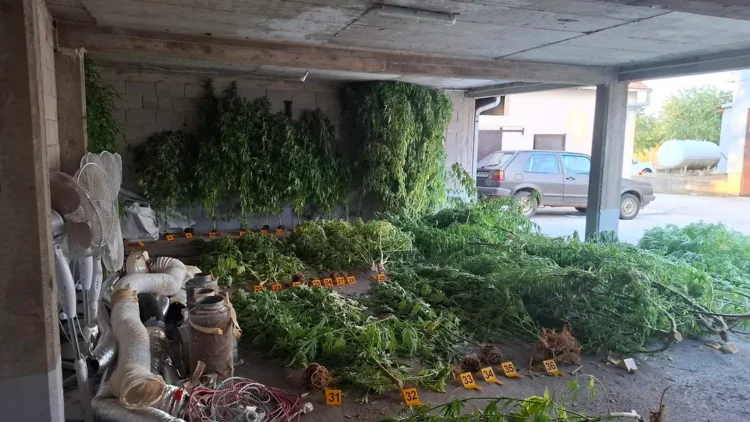 Šta se krilo u kući u Stocu? Policija pronašla 64 stabljike i velike količine materije koja asocira na opojnu drogu
